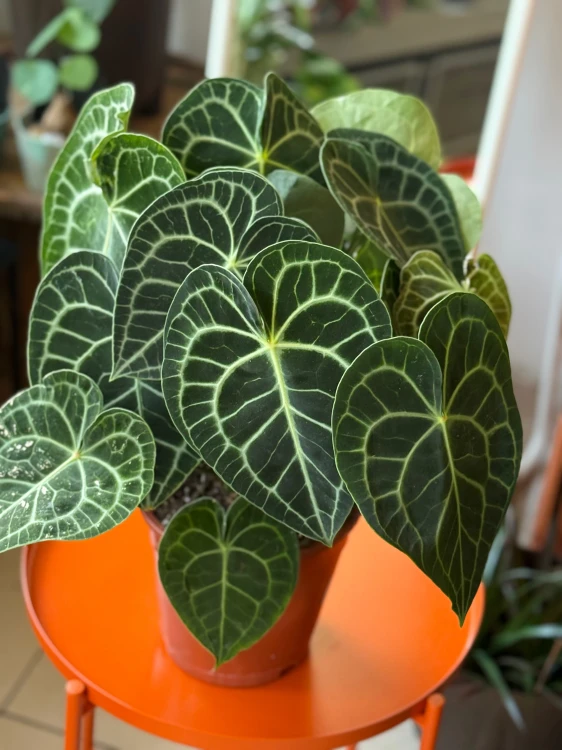 Anthurium Clarinervium  Anthurium clarinervium (6).jpeg