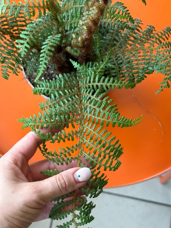 Cyathea 'Highland Lace' (Cyathea cooperi lub Cyathea tomentosissima) paproć drzewiasta  DØ14cm (2).jpeg