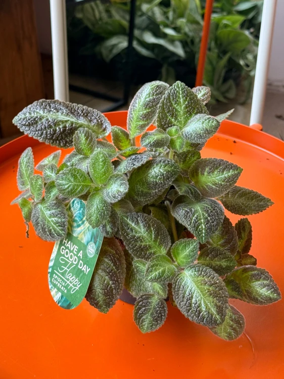 Episcia 'Zebra'  (2).jpeg