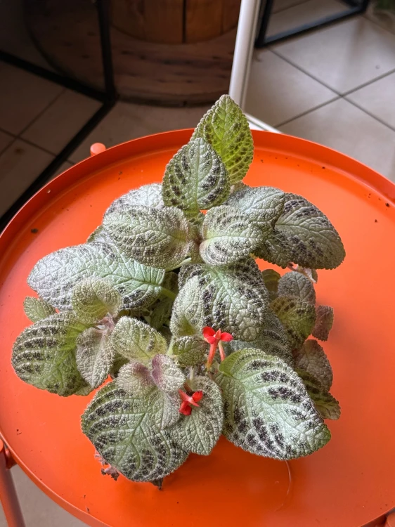 Episcia 'Tierra Menta'  Episcia cupreata (1).jpeg
