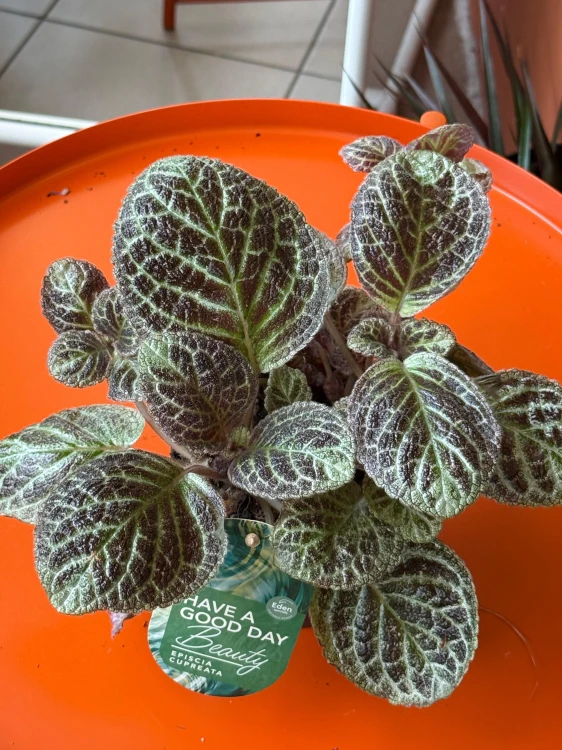 Episcia 'Tierra Plata'