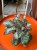Episcia 'Shimmer'  (3).jpeg