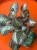 Episcia 'Shimmer'  (4).jpeg
