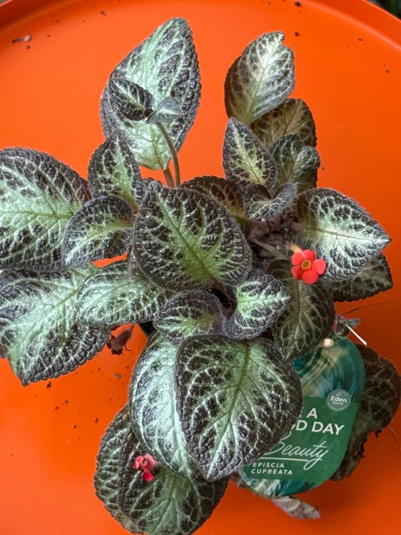 Episcia 'Shimmer'  (4).jpeg