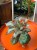 Episcia 'Shimmer'  (1).jpeg