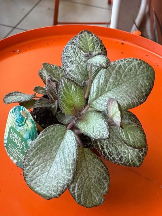 Episcia 'Neon Surprise'  Episcia cupreata 'Neon Surprise' (2).jpg