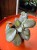Episcia 'Neon Surprise'  Episcia cupreata 'Neon Surprise' (3).jpg