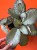 Episcia 'Neon Surprise'  Episcia cupreata 'Neon Surprise' (1).jpg