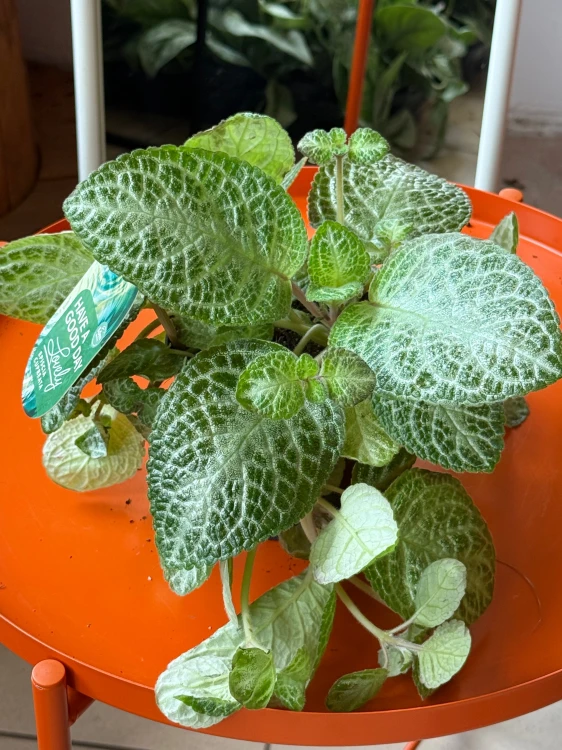 Episcia 'Minty Improved (2).jpeg