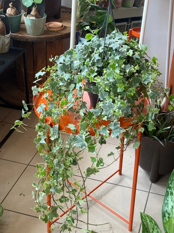 Bluszcz pospolity 'White' / Hedera helix 'White'