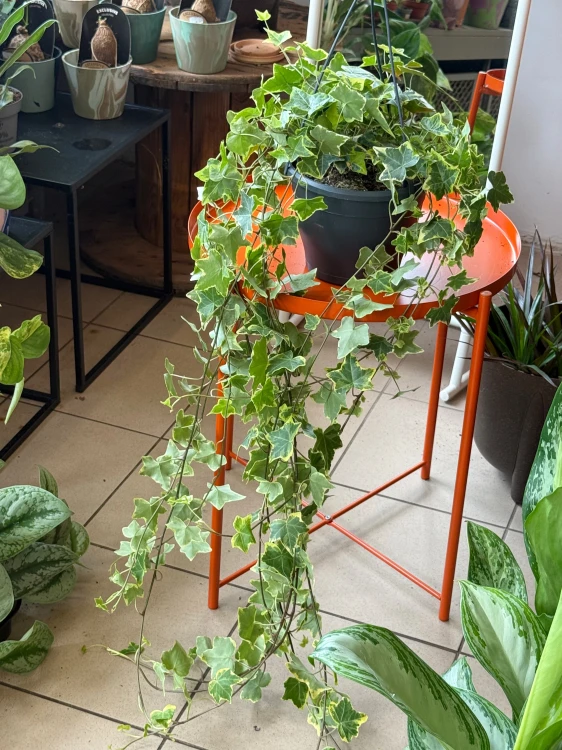 Bluszcz pospolity 'Gold Child'  Hedera helix 'Gold Child (4).jpeg