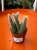 cactus Hildewintera colademonis -KOCIE OGONY (2).jpeg