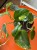 Scindapsus Jade Satin (2).jpeg