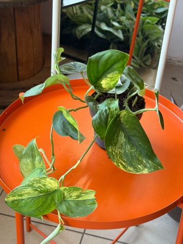 Scindapsus Jade Satin (4).jpeg