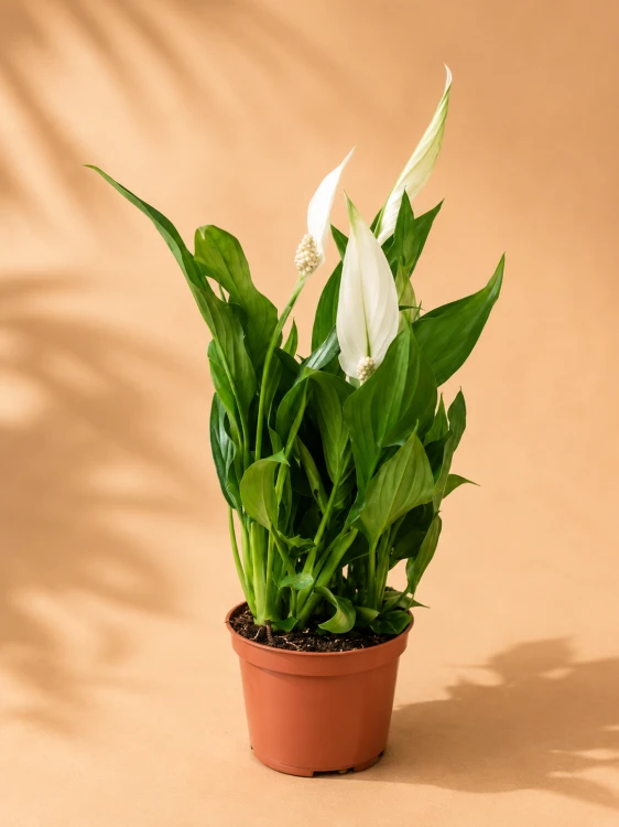 Skrzydłokwiat 'Cupido Blanco' / Spathiphyllum 'Cupido Blanco