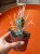 opuncja Tephrocactus articulatus v. Papyracanthus kaktus papierowy