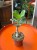 Pachypodium succulentum  Pachypodium succulentum  (4).jpeg