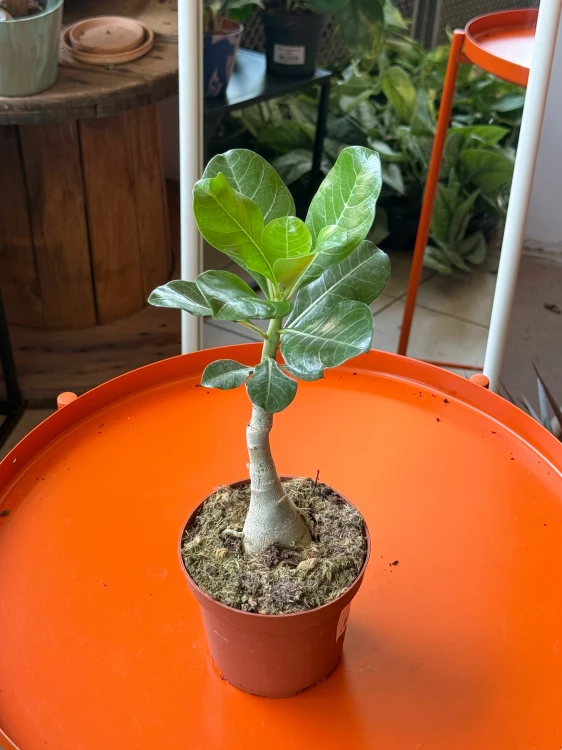 Pachypodium succulentum  Pachypodium succulentum  (1).jpeg