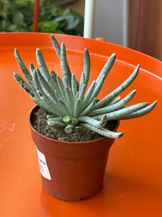Senecio scaposus  Curio scaposu (3).jpeg