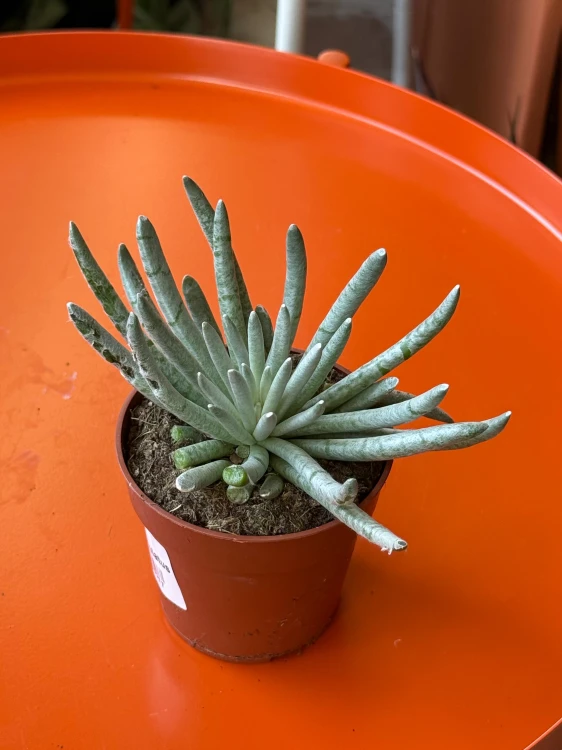 Senecio scaposus  Curio scaposu (4).jpeg