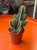 Euphorbia polyacantha   (1).jpg
