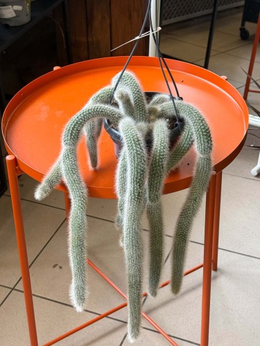 cactus Hildewintera colademonis -KOCIE OGONY