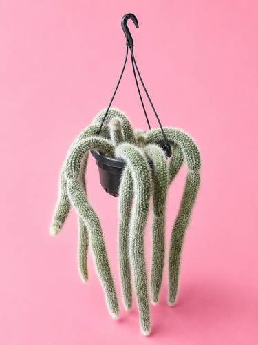 cactus Hildewintera colademonis -KOCIE OGONY