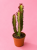 euphorbia trigona 'Rubra'