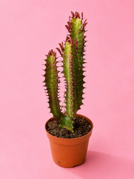 euphorbia trigona 'Rubra'
