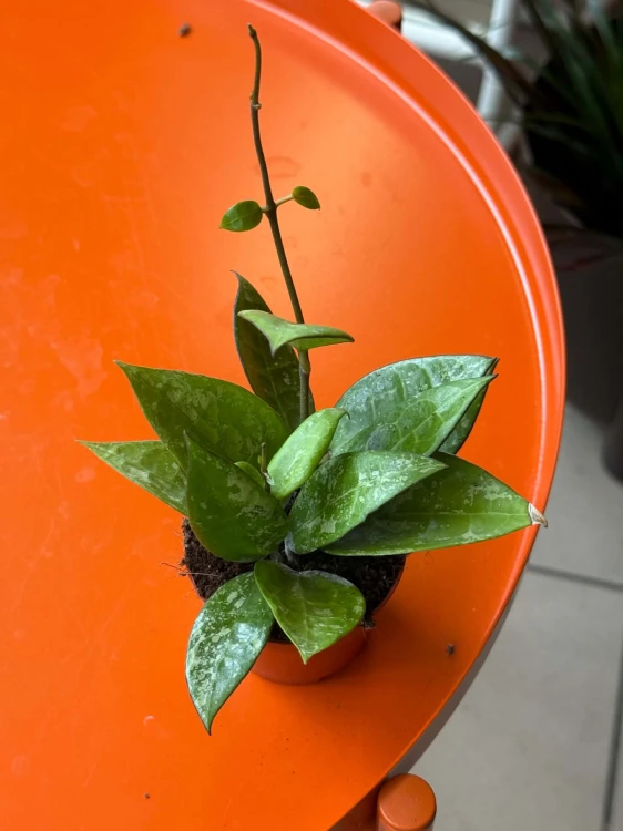 Hoya Verticillata black margin hoja (2).jpg
