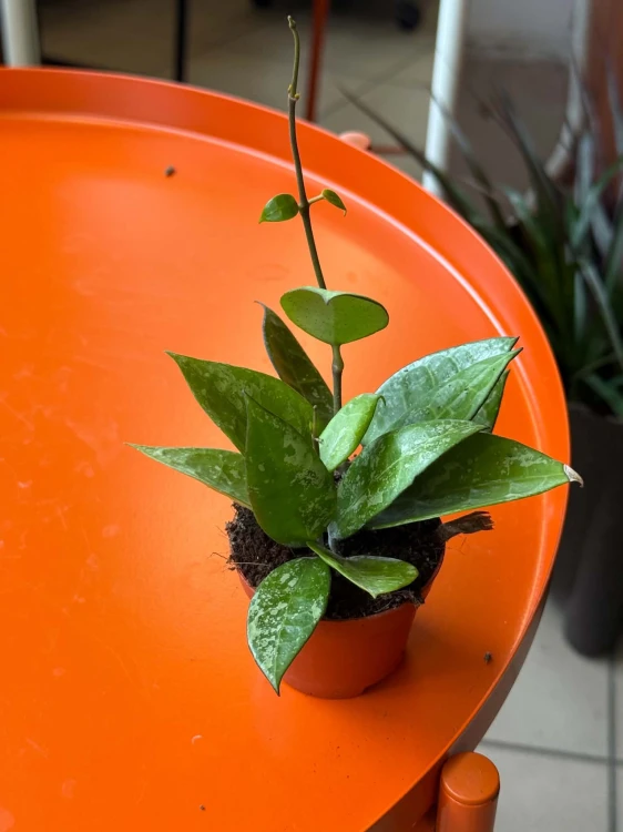 Hoya Verticillata black margin hoja (1).jpg
