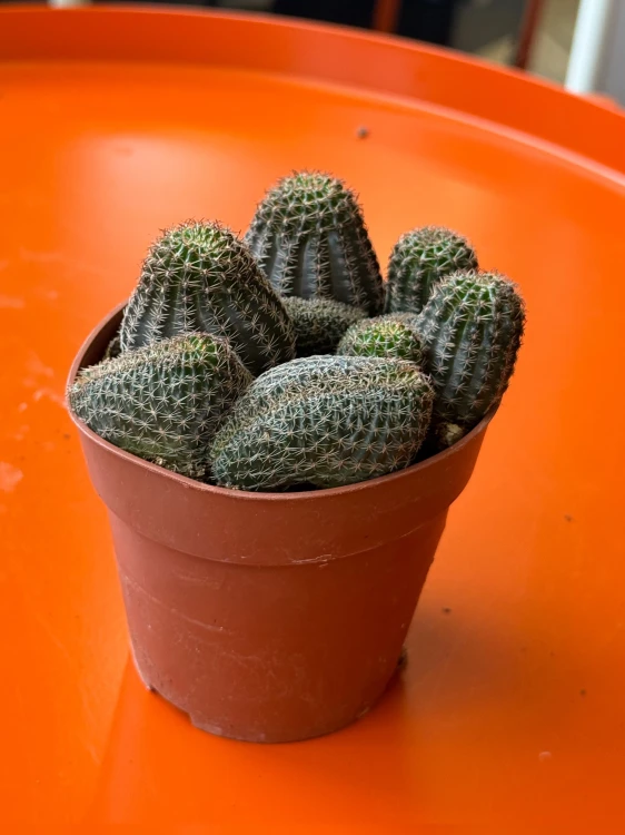 Lobivia densispina 'Cristata' / Lobivia densispina f. cristata