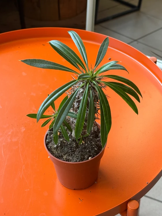 Pachypodium Lamerei  (3).jpeg