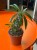 Pachypodium Lamerei  (1).jpeg
