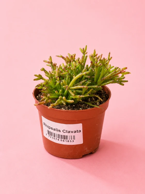 Rhipsalis clavata Easy Sweety patyczak