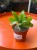 Rhipsalis crispata  Patyczak crispata  (4).jpeg