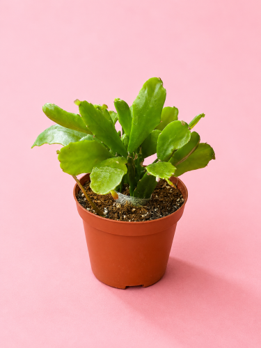 Rhipsalis crispata.png