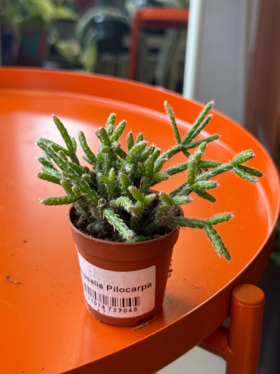 Rhipsalis pilocarpa  Patyczak pilocarpa (5).jpeg