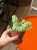 Sedum Burrito (2).jpeg