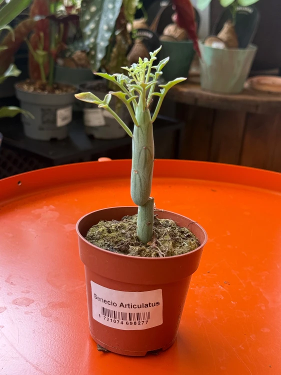 Senecio articulatus / Curio articulatus – Senecio przegubowy