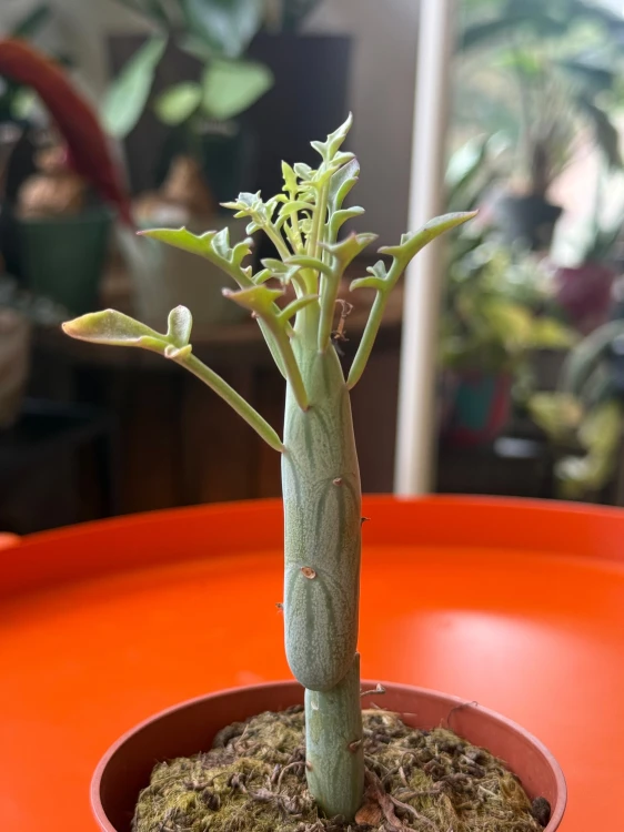 Senecio articulatus / Curio articulatus – Senecio przegubowy