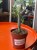 Senecio articulatus / Curio articulatus – Senecio przegubowy