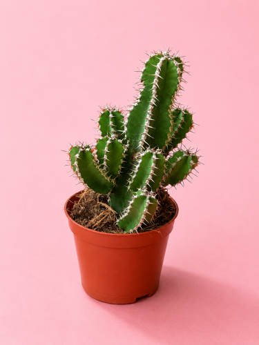 Euphorbia polyacantha
