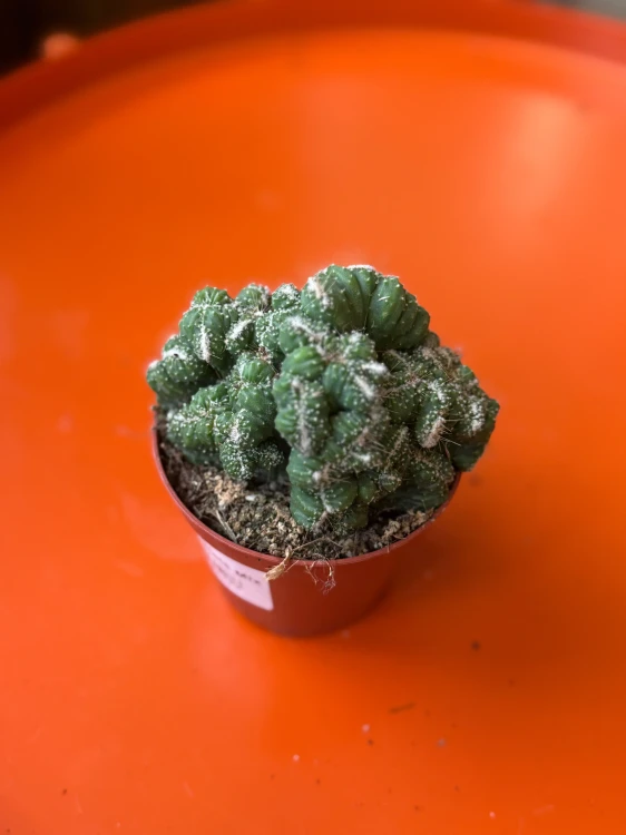 cereus peruvianus monstruosa  (2).jpeg