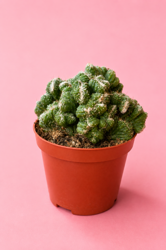 cereus peruvianus monstruosa