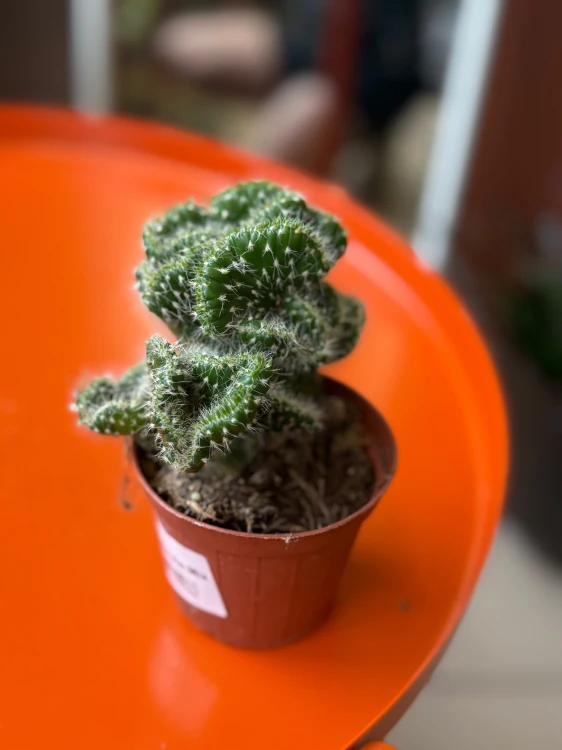 Opuntia cylindrica 'Cristata (2).jpeg