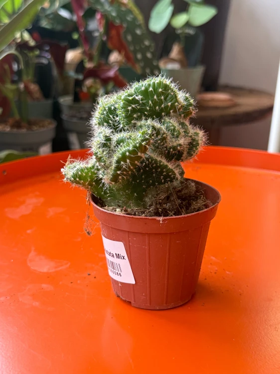 Opuntia cylindrica 'Cristata (1).jpeg