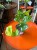Epipremnum 'Lemon Top' (2).jpeg