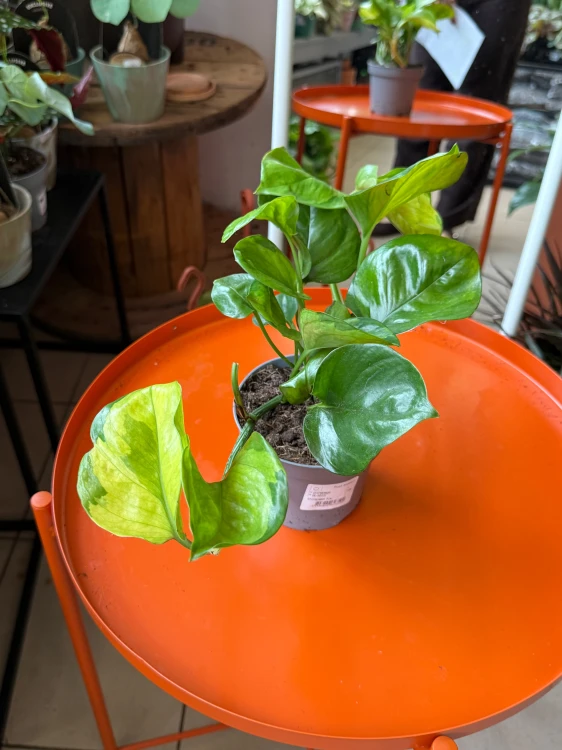 Epipremnum 'Lemon Top' (2).jpeg