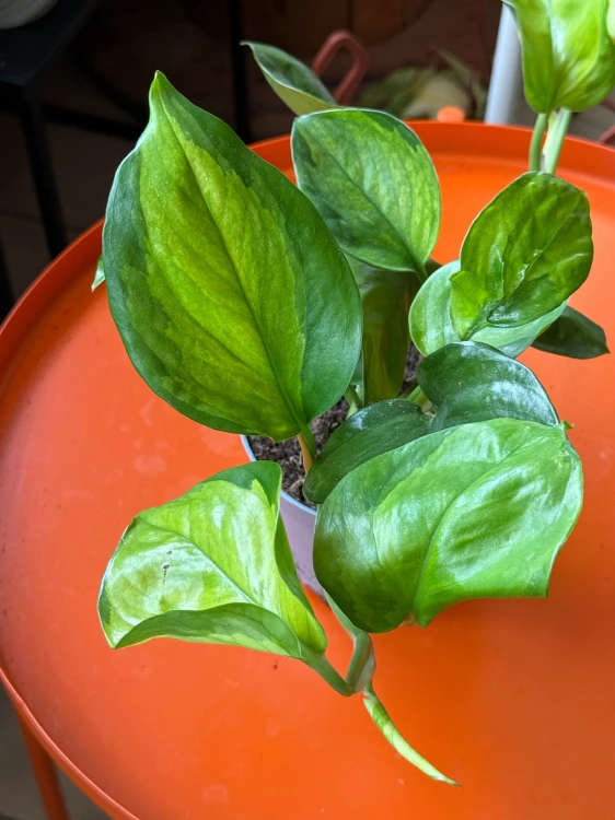 Epipremnum 'Lemon Top' (4).jpeg